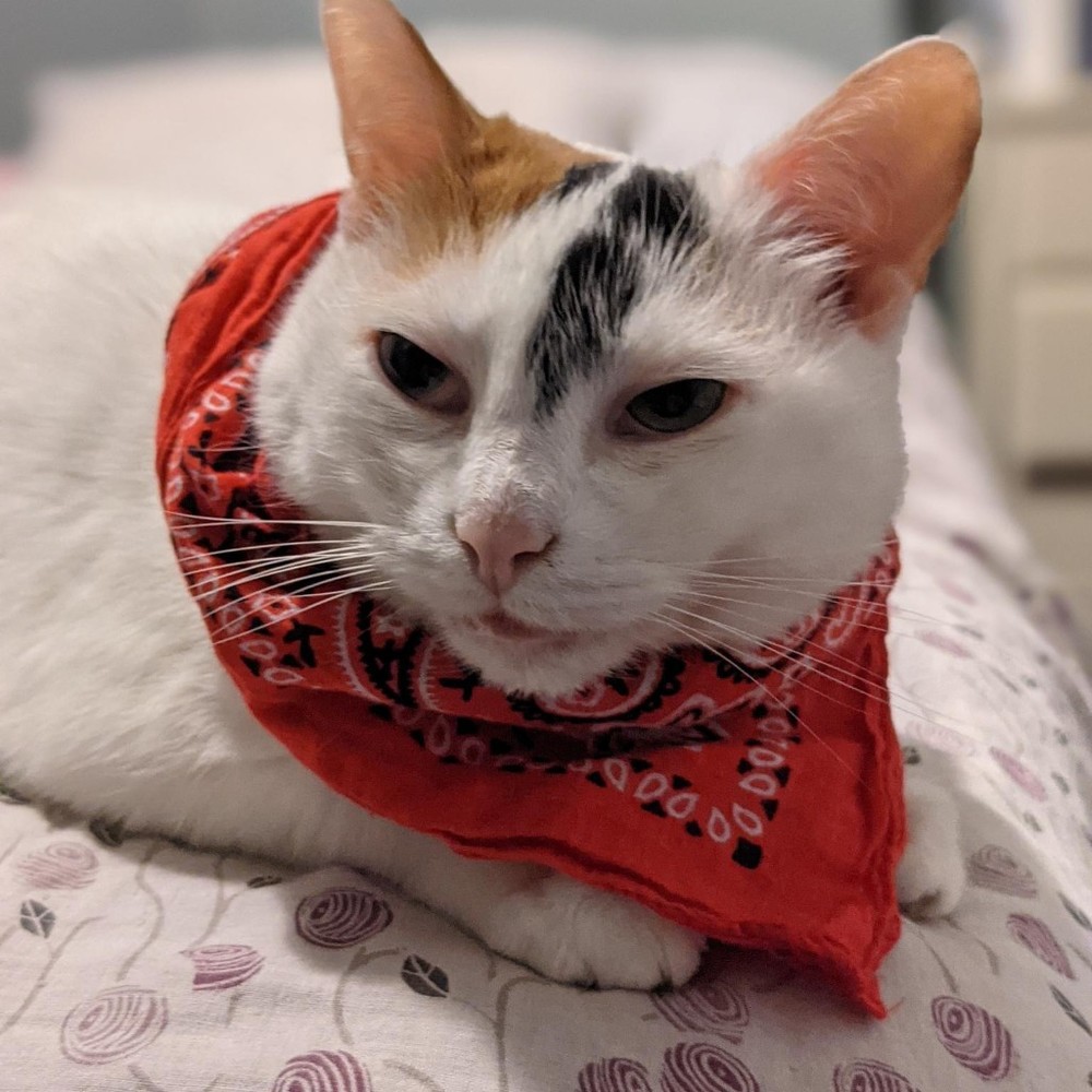 Meet your Posher, S.